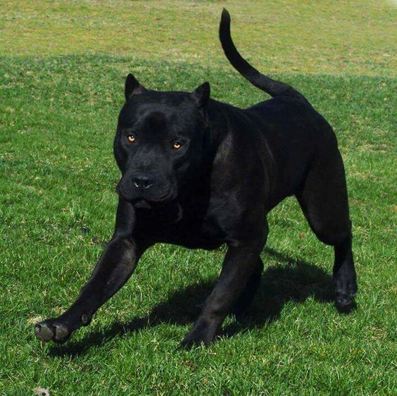 Panther Black Pitbull: Price, For Sale, Coat, Behavior, Care