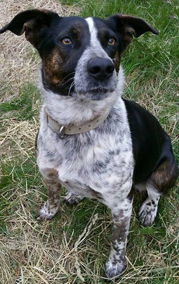 Blue Heeler Pitbull Mix: Red Heelers, Puppies, Prices & More