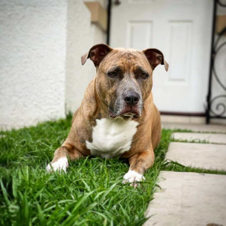 Brindle Blue Pitbull: Reverse, Blue Nose, Fawn And Puppies!