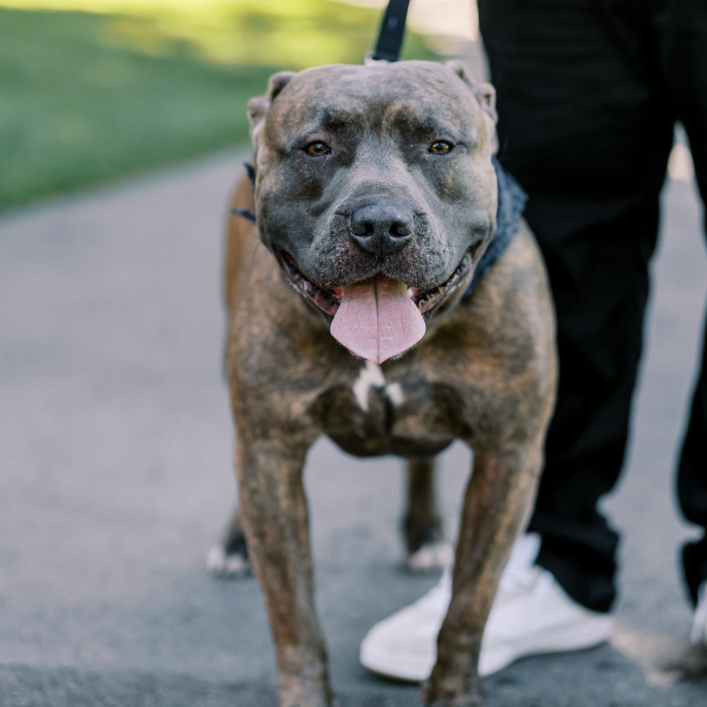 Brindle Blue Pitbull: Reverse, Blue Nose, Fawn and Puppies!