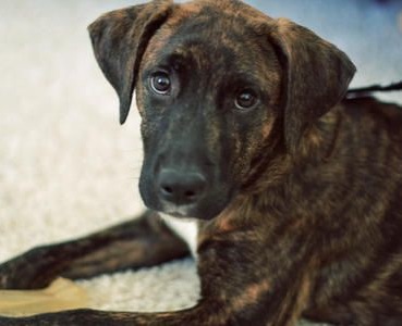 Pit Bull Mountain Cur Mix: History, Appearance & Temperament