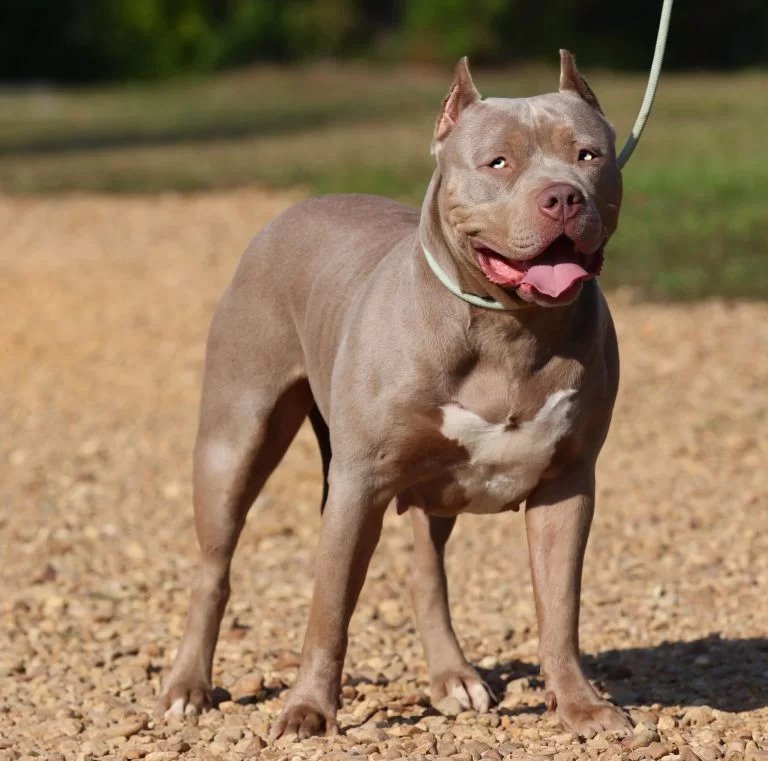 Gator Mouth Pitbull Breed Alligator Head Puppies, Red Nose!