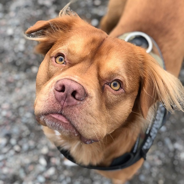 Golden Retriever Pitbull Mix: Puppies, Price, Lifespan & More