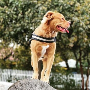 golden retriever mixed with pitbull