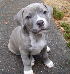 grey pitbull puppy