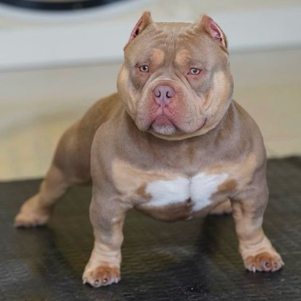 Micro Bully: The Miniature American Bully Breed Guide