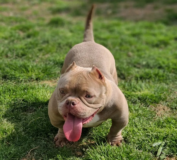 Micro Bully: The Miniature American Bully Breed Guide