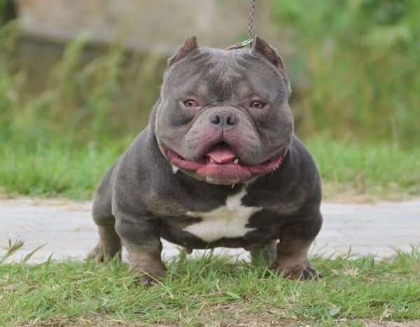 Micro Bully: The Miniature American Bully Breed Guide