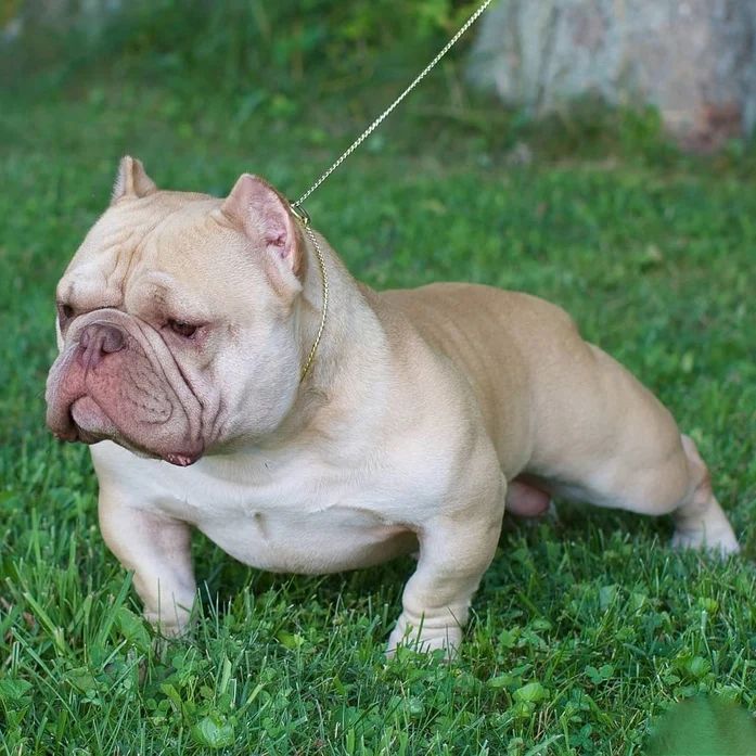 Micro Bully: The Miniature American Bully Breed Guide