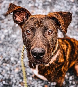 pit bull mountain cur mix