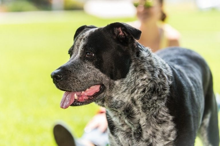 Blue Heeler Pitbull Mix: Red Heelers, Puppies, Prices &amp; More