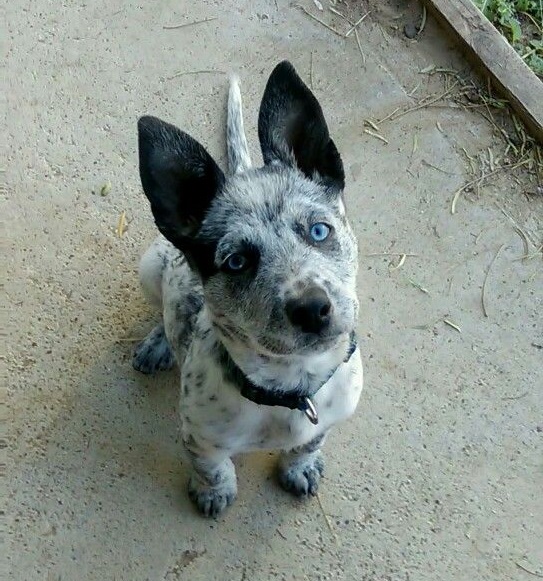 Blue Heeler Pitbull Mix: Red Heelers, Puppies, Prices & More