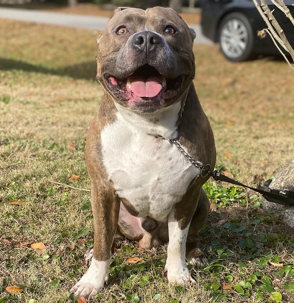 Brindle Blue Pitbull: Reverse, Blue Nose, Fawn and Puppies!