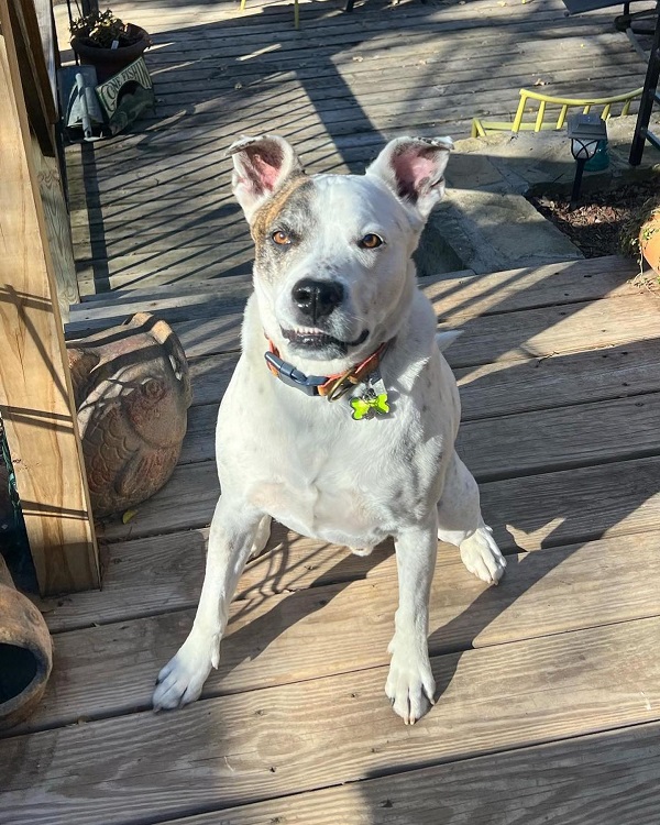 Blue Heeler Pitbull Mix: Red Heelers, Puppies, Prices & More