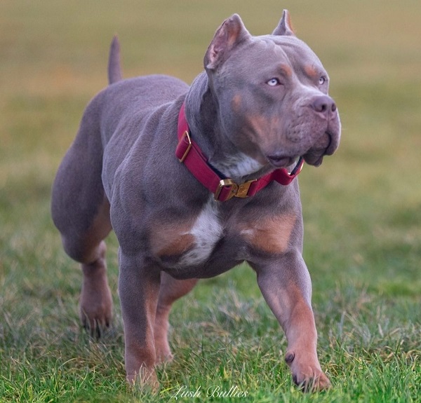 Tri-Color Bully: Lilac, Ghost, Blue, Chocolate And Puppies!