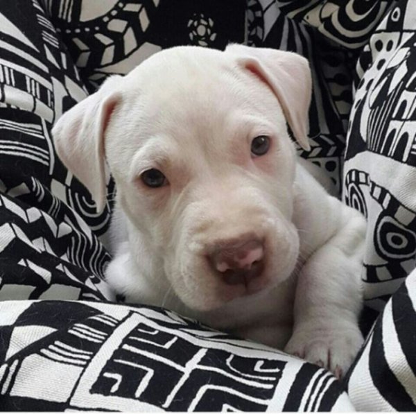 White Red Nose Pitbull: Puppies, Price, Genetics & Temperament