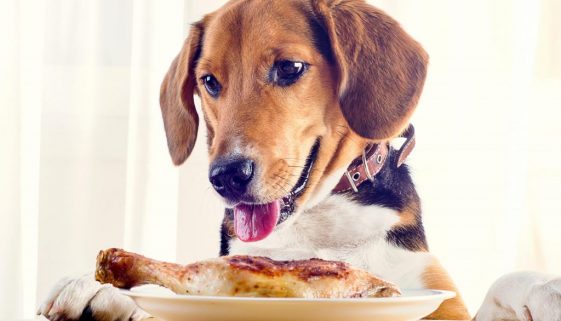 Chicken Recipe for Dog Food