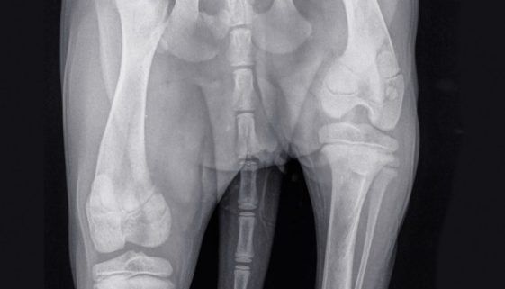 Everything You Need to Know about Osteoarthritis in Dogs