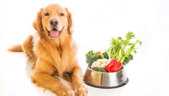 Vegan Dog Food Recipe Peanut Butter amp Sweet Potato Surprise