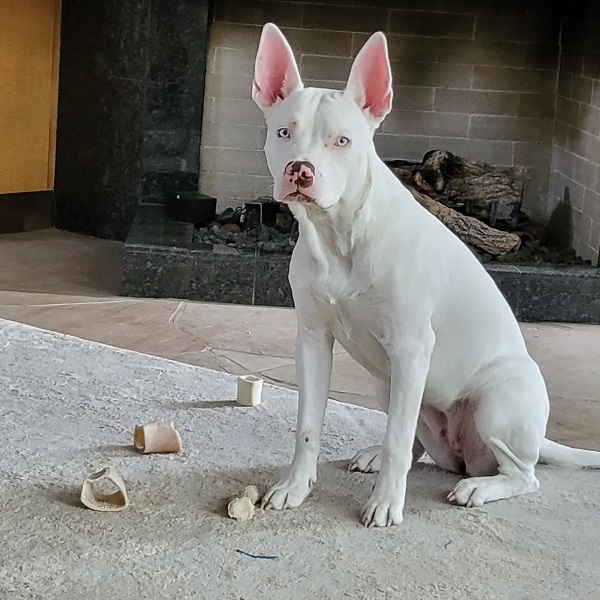 Albino Pitbulls Red Nose, Puppies, Health & Characteristics