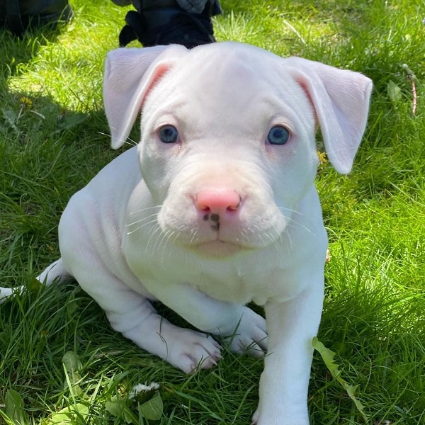 Albino Pitbulls: Red Nose, Puppies, Health & Characteristics