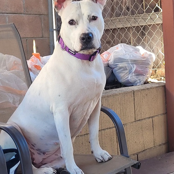 white pitbull with black spots on skin