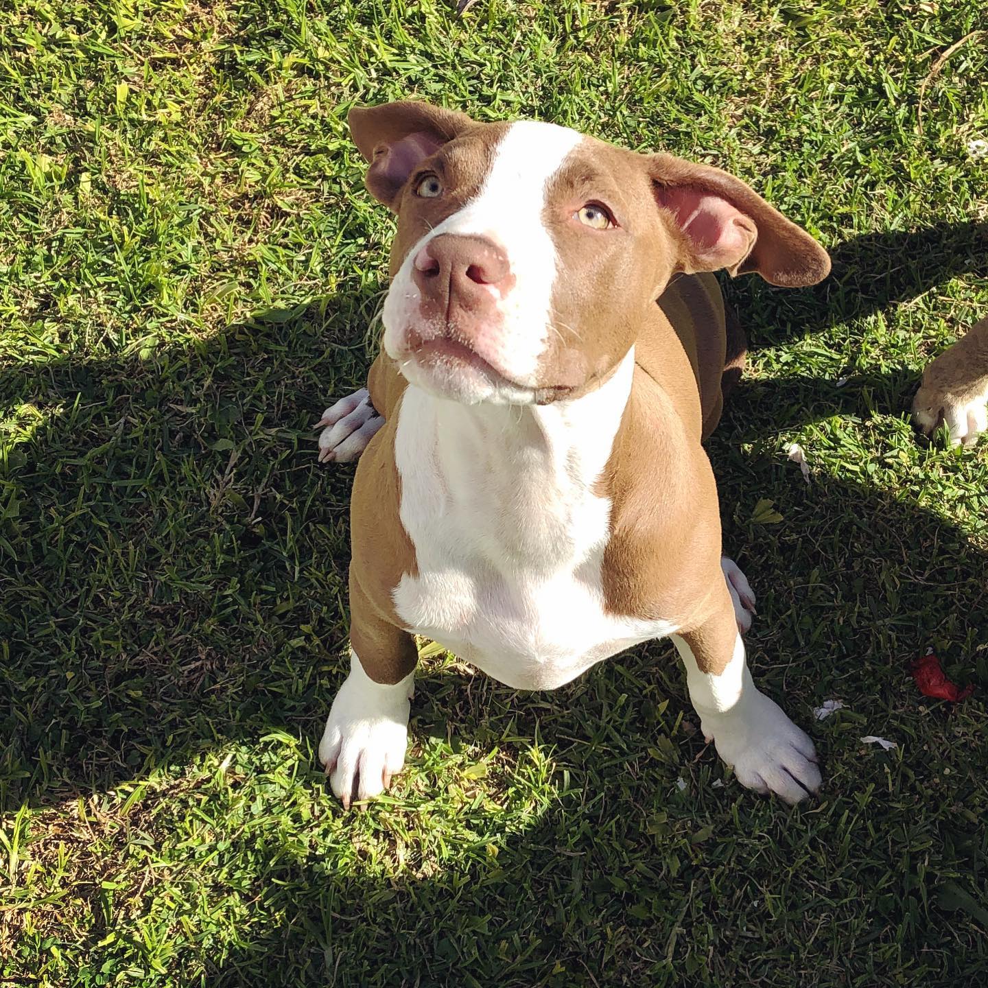 Brown And White Pitbull Puppy