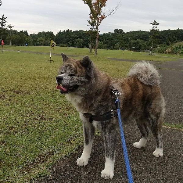 Pitbull Mixed With Akita Puppies Prices Training And Health