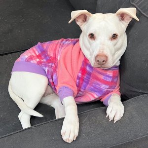 White Red Nose Pitbull