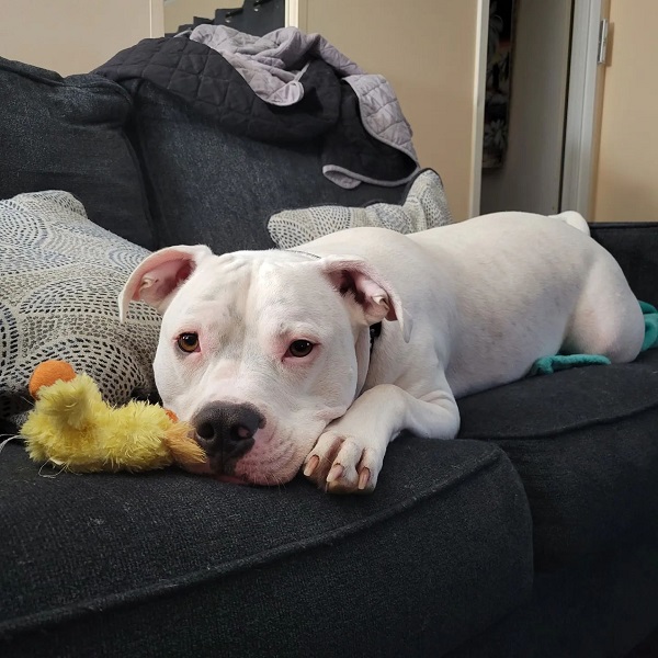 White Pitbulls: Adorable Puppies With a Unique Appearance