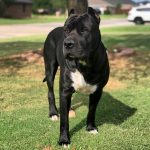 Cane Corso Pitbull Mix: Puppies, Black, Blue Nose & More!