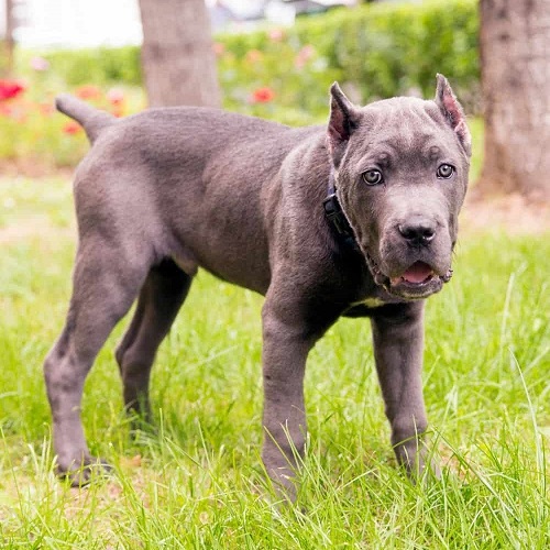 Cane Corso Pitbull Mix: Puppies, Black, Blue Nose & More!