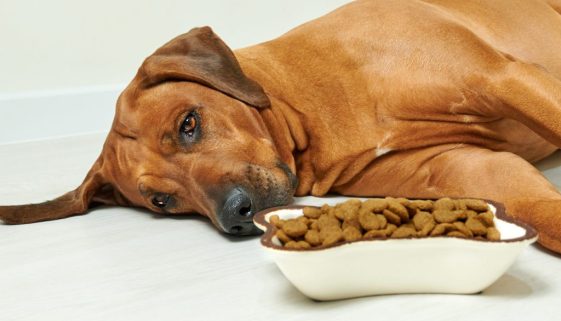 What Causes Upset Stomach in Dogs