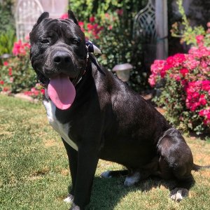 cane corso mix with pitbull