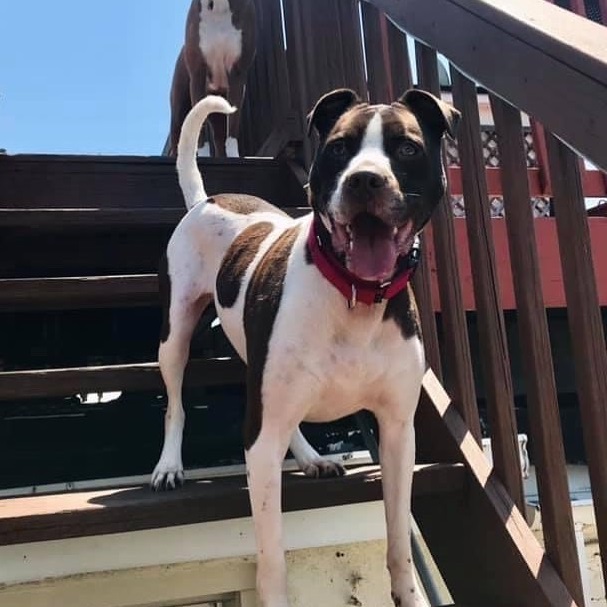 Pointer Pitbull Mix: German Short Haired, Puppies & More!