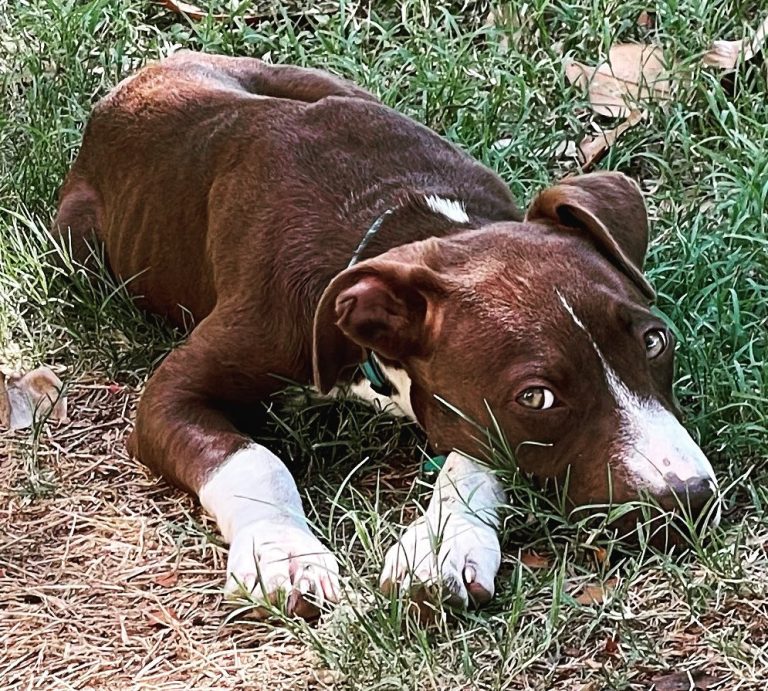 Pointer Pitbull Mix: German Short Haired, Puppies & More!