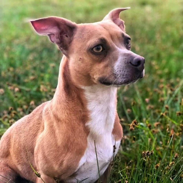 Chihuahua Pitbull Mix (ChiPit) Puppies, Price & Temperament!