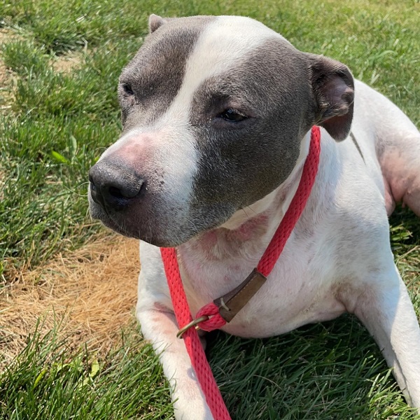 Pointer Pitbull Mix: German Short Haired, Puppies & More!