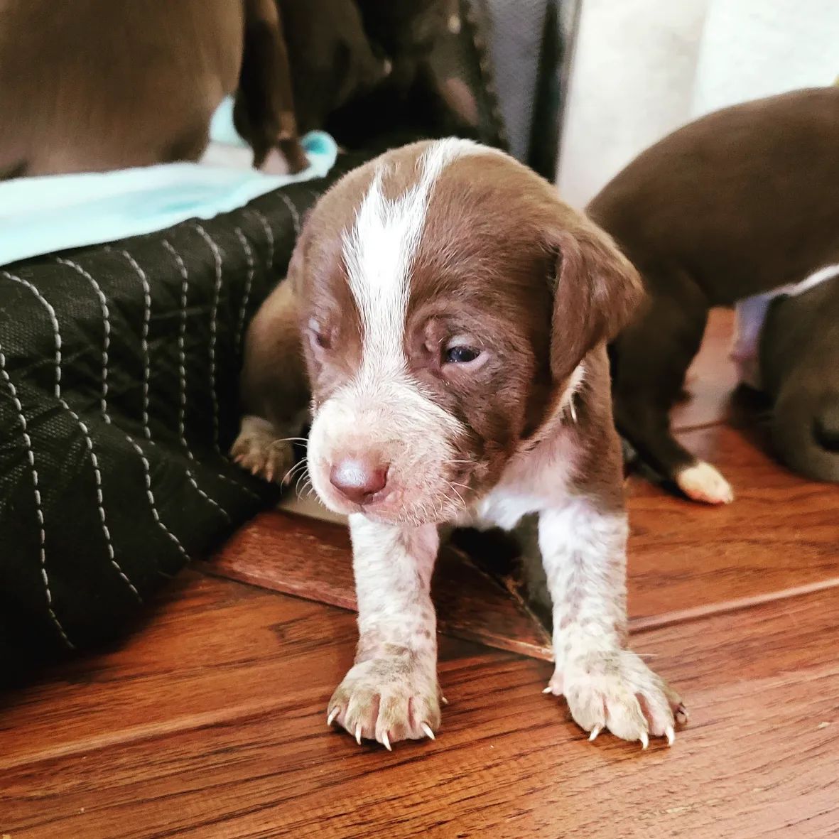 Pointer Pitbull Mix: German Short Haired, Puppies & More!