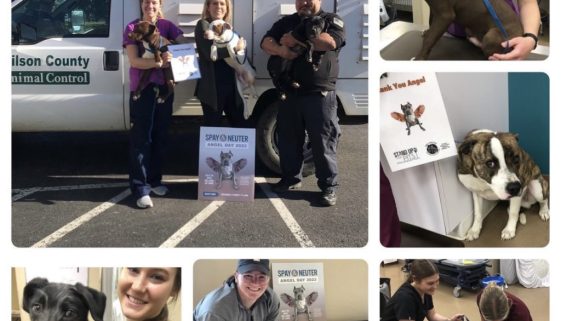 Spay amp Neuter Angel Day Tennessee