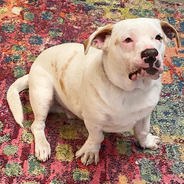 Basset Hound Mixed With Pitbull Puppies, Price, Temperament