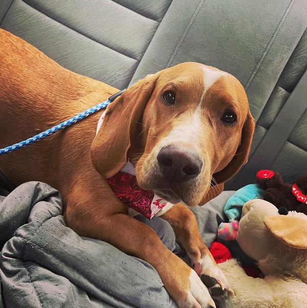 Basset Hound Mixed With Pitbull Puppies, Price, Temperament