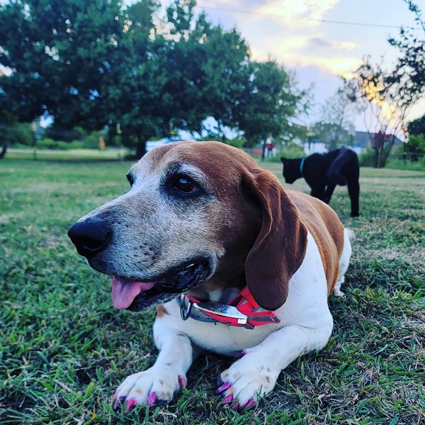 Basset Hound Mixed With Pitbull Puppies, Price, Temperament