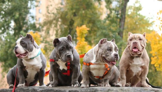 Which Dogs Are Considered Bully Breeds