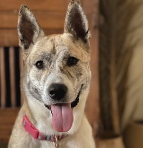 Pitbull Husky Mix (Pitsky) Puppies, Prices, Lifespan & More!