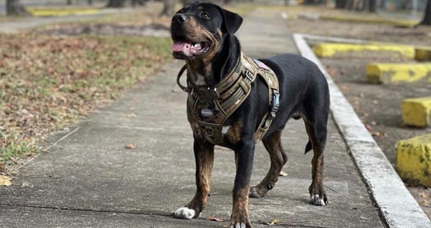 pit mixed rottweiler