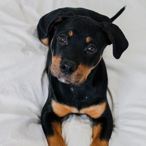 Rottweiler Pitbull Mix: Puppies, Prices, Lifespan & MORE!