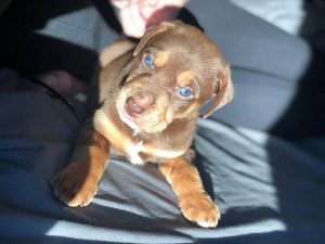 Rottweiler Pitbull Mix: Puppies, Prices, Lifespan & MORE!