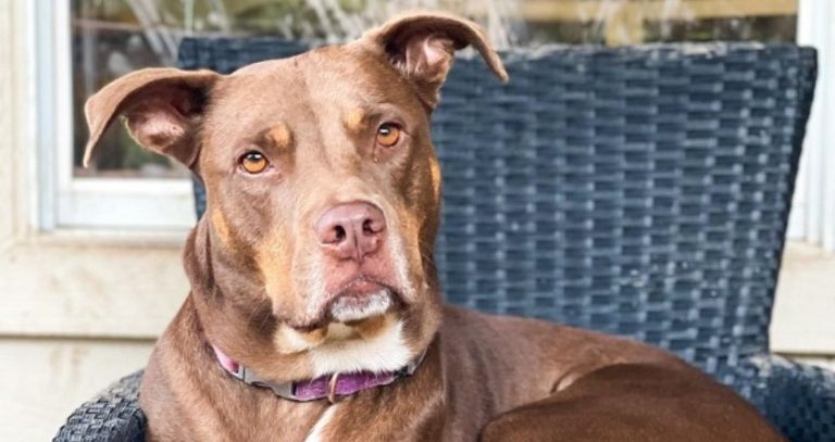 Rottweiler Pitbull Mix: Puppies, Prices, Lifespan & MORE!