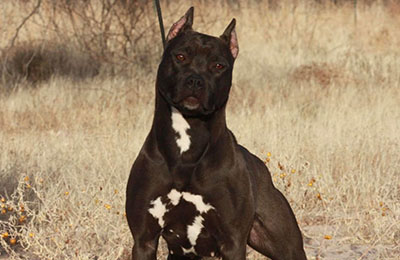 Panther Black Pitbulls are a type of pitbull that has a black coat with a distinctive panther-like pattern. The color results from the “Agouti” gene, which controls the coat’s black and red pigment distribution.